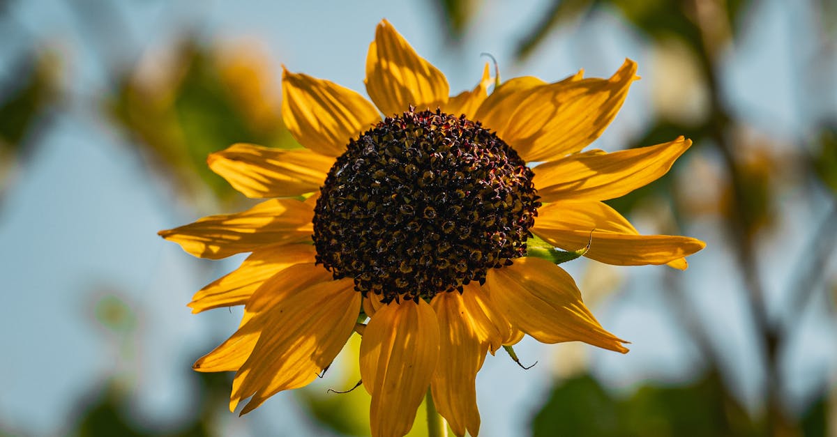 découvrez tout ce que vous devez savoir sur le copyright : protection des œuvres, droits d'auteur, et conseils pratiques pour assurer la sécurité de vos créations. protégez vos idées et comprenez les enjeux juridiques liés à la propriété intellectuelle.