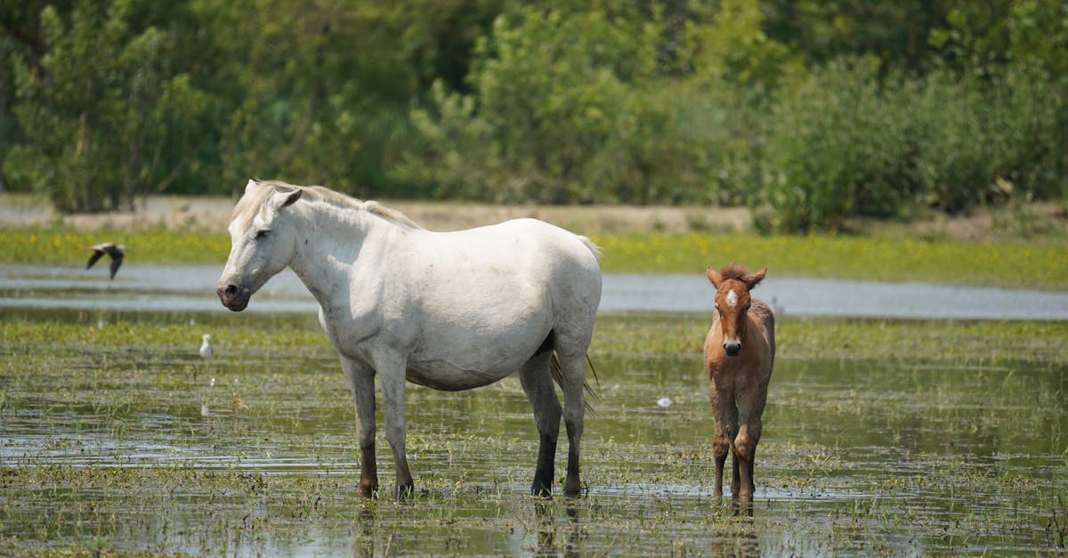 découvrez les enjeux et les mesures de la protection des citoyens, un élément essentiel pour garantir la sécurité et le bien-être de la population face aux défis contemporains.