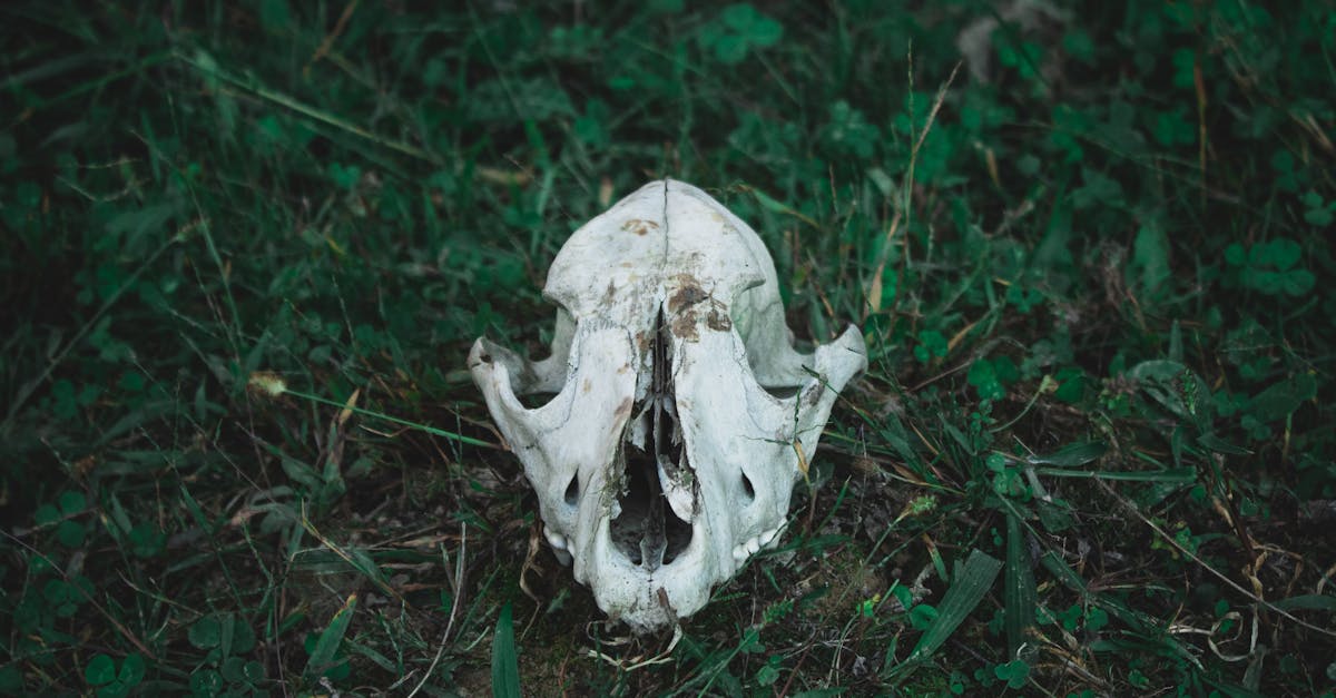 Enregistrement des preuves électroniques : guide essentiel pour la conservation de vos données