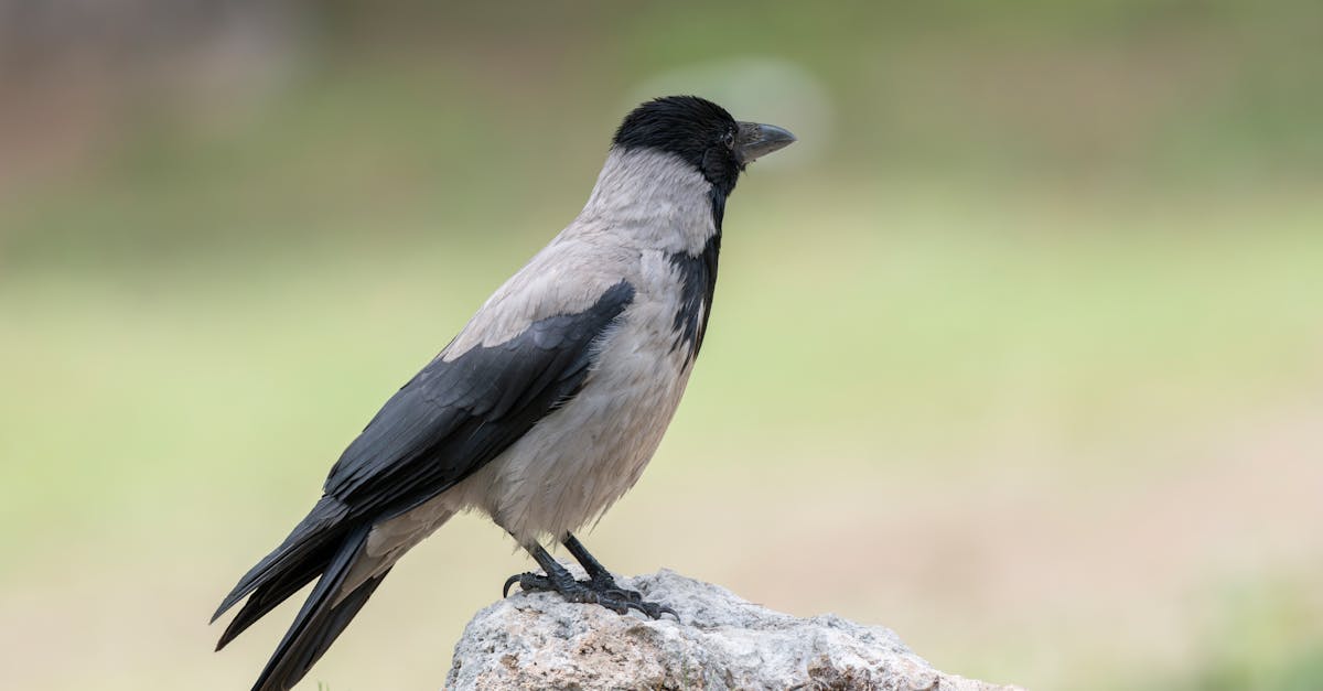 Faux profil : comment les détecter et se protéger efficacement