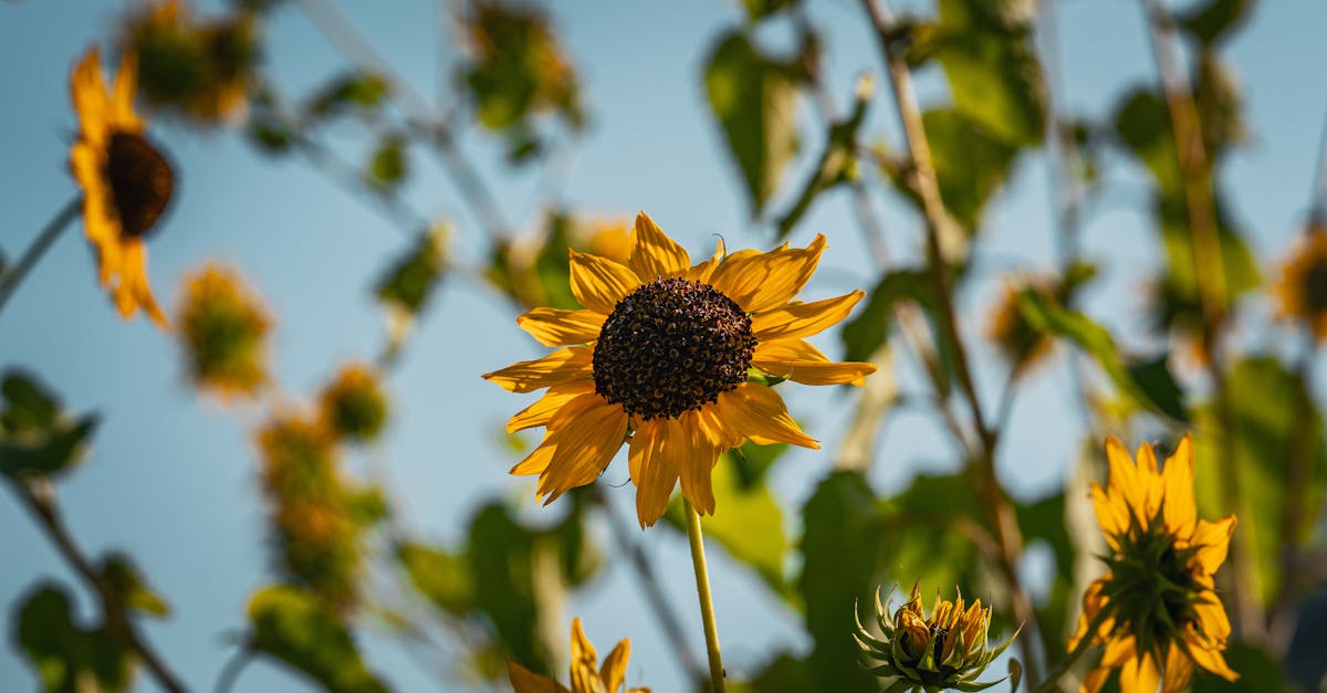 Comprendre les droits d’auteur en ligne : tout ce que vous devez savoir